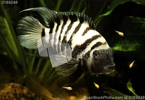 Image of Convict Cichlid. Amatitlania Nigrofasciata. Female protecting free swimming fry.