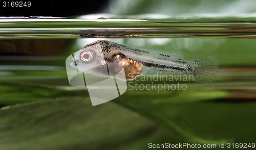 Image of Convict Cichlid free swimming fry. Amatitlania Nigrofasciata. 