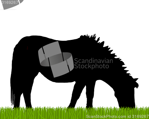 Image of Pony grazing