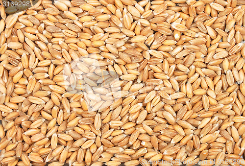 Image of Spelt background