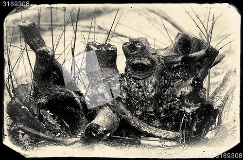 Image of Dead, burnt trunk of a tree