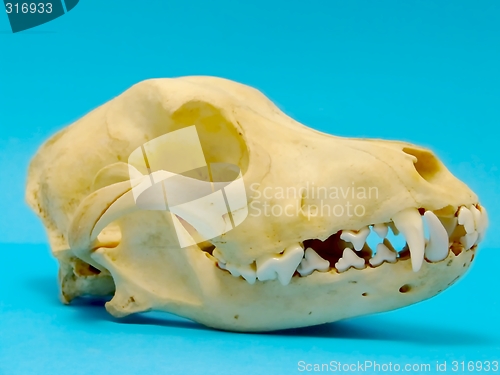 Image of dog skull