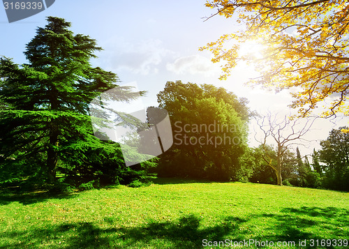 Image of Trees in park