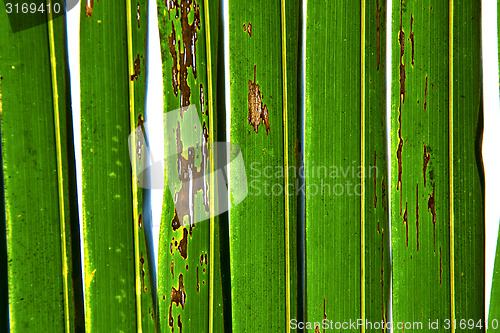 Image of    abstract  thailand in the light  leaf   of a  green  white 