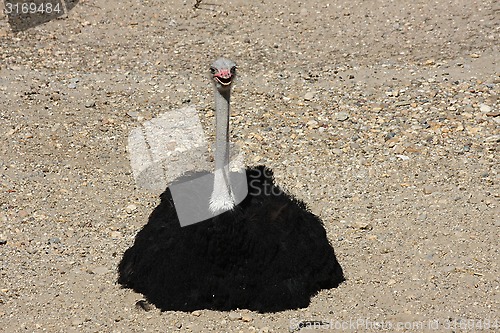 Image of Ostrich