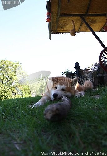 Image of Akita Inu puppy