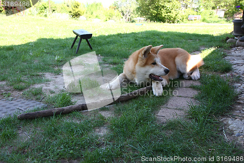 Image of Akita Inu puppy