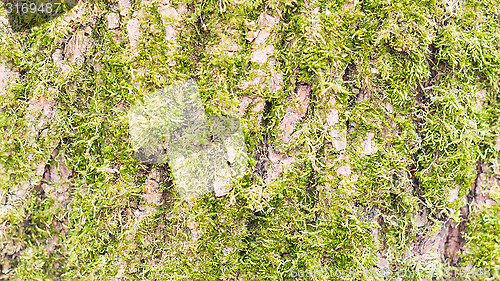 Image of Green fresh moss on tree bark texture background