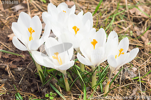 Image of Tender spring blooming white crocus flowers