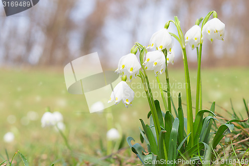 Image of Leucojum spring snowdrops on shiny glade in forest