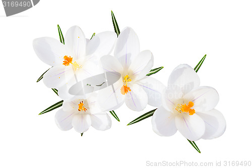 Image of White spring crocus flowers isolated top view