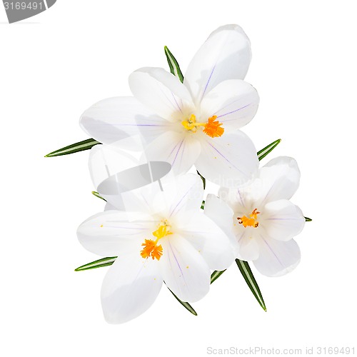 Image of Spring blooming fragile crocus white flowers isolated