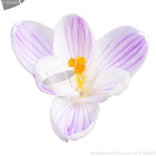 Image of Single light lilac crocus spring flower isolated