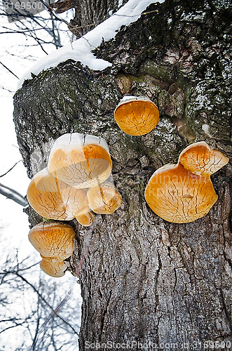 Image of Polypore mushrooms growing on a tree