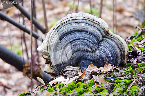 Image of Tinder fungus on a tree