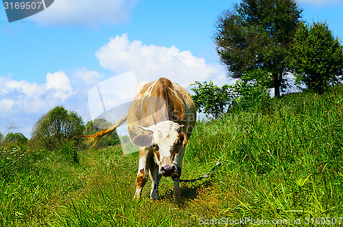 Image of Grazing cow looking into the camera lens