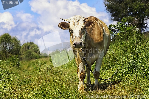 Image of Grazing cow looking into the camera lens