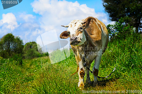 Image of Grazing cow looking into the camera lens