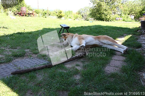 Image of Akita Inu puppy