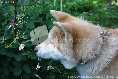 Image of Akita Inu puppy