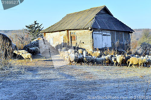 Image of Rural landscape with sheep and the house in the fall