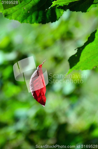 Image of Red leaf hangs on the web among green leaves