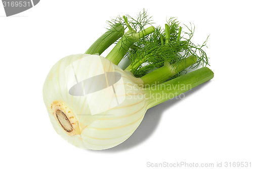 Image of Florence fennel bulb on white