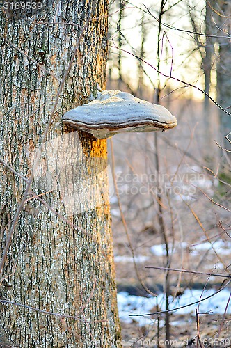 Image of Tinder fungus on a tree