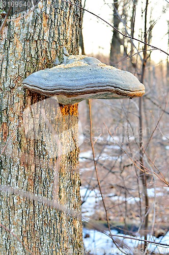 Image of Tinder fungus on a tree