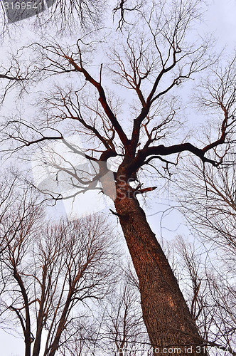 Image of Tree trunk and crown of branches without leaves against the sky