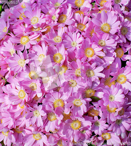 Image of Pink Daisy