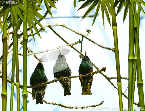 Image of Three cuties singing