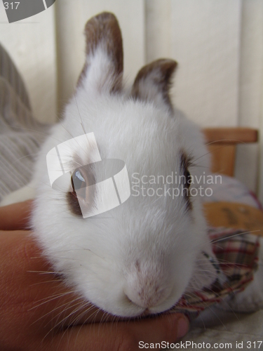 Image of Rabbit in hands