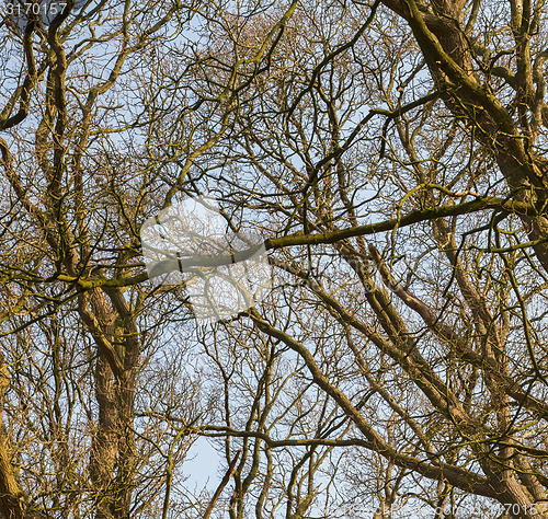 Image of Branches of trees against the sky