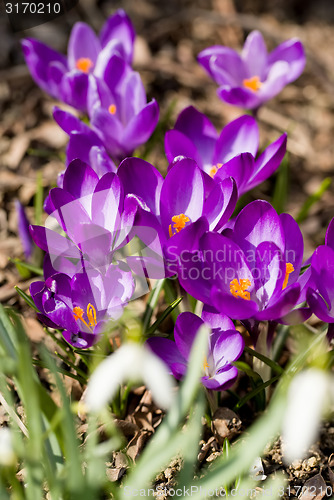 Image of first spring flowers in garden crocus