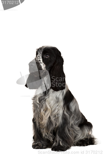 Image of isolated portrait of english cocker spaniel