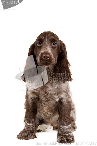 Image of isolated portrait of english cocker spaniel