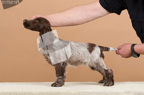 Image of exhibition training of english cocker spaniel 