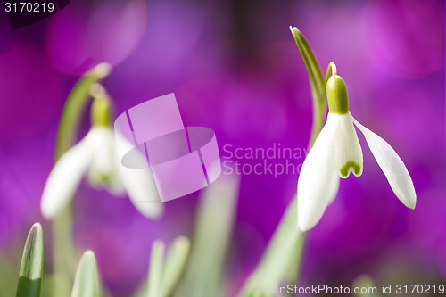 Image of Snowdrop bloom in springtime