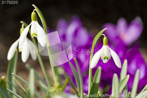 Image of Snowdrop bloom in springtime