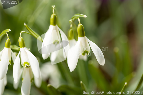 Image of Snowdrop bloom in springtime