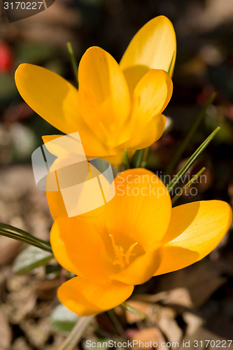 Image of first spring flowers in garden crocus