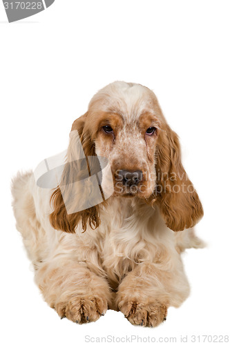 Image of isolated portrait of english cocker spaniel