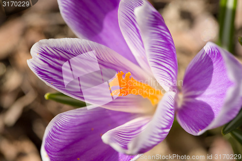 Image of macro of first spring flowers in garden crocus