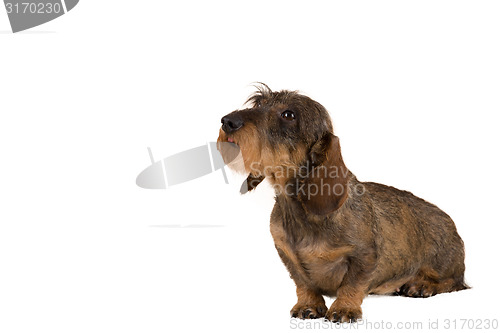 Image of isolated female portrait of brown dachshund