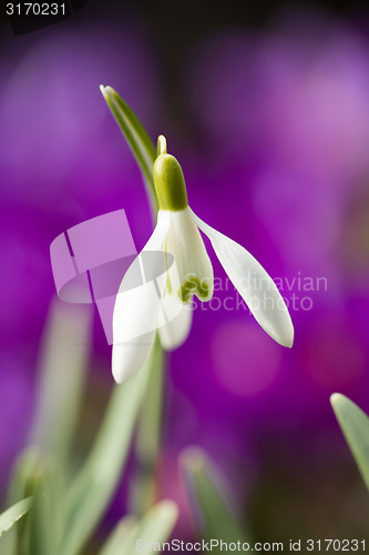 Image of Snowdrop bloom in springtime