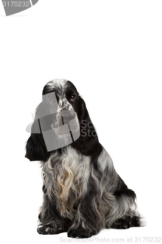 Image of isolated portrait of english cocker spaniel