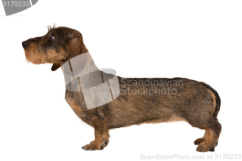 Image of isolated female portrait of brown dachshund