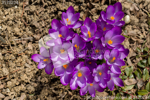 Image of macro of first spring flowers in garden crocus