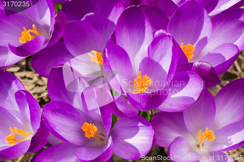Image of macro of first spring flowers in garden crocus